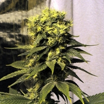 Early Queen (Mr Nice Seeds) Cannabis Seeds