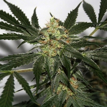 Early Queen x Afghan Haze (Mr Nice Seeds) Cannabis Seeds