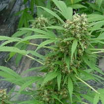 Early Skunk (Mr Nice Seeds) Cannabis Seeds