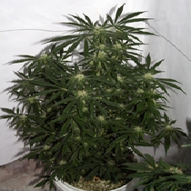 Early Skunk x Haze (Mr Nice Seeds) Cannabis Seeds