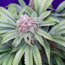 G13 Widow (Mr Nice Seeds) Cannabis Seeds
