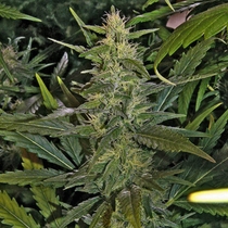 La Nina (Mr Nice Seeds) Cannabis Seeds