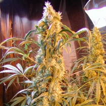 Mango x Widow (Mr Nice Seeds) Cannabis Seeds