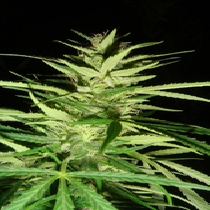 Masterkush Skunk x Afghan Haze (Mr Nice Seeds) Cannabis Seeds