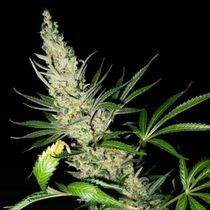 Masterkush x Skunk (Mr Nice Seeds) Cannabis Seeds