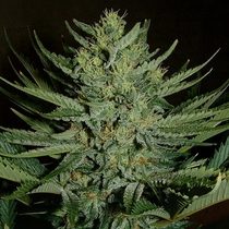 Medicine Man (Mr Nice Seeds) Cannabis Seeds
