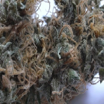 National Health Service (Mr Nice Seeds) Cannabis Seeds