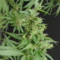 Neville's Haze (Mr Nice Seeds) Cannabis Seeds