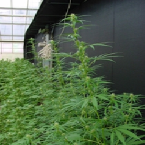 Neville's Haze x Mango (Mr Nice Seeds) Cannabis Seeds