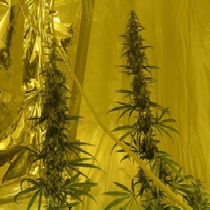Neville's Skunk (Mr Nice Seeds) Cannabis Seeds