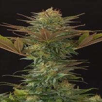 NL5 x Afghan (Mr Nice Seeds) Cannabis Seeds