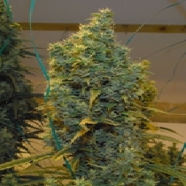 NL5 x Haze (Mr Nice Seeds) Cannabis Seeds