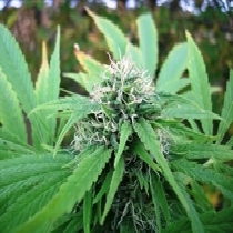 NL5 x Skunk (Mr Nice Seeds) Cannabis Seeds