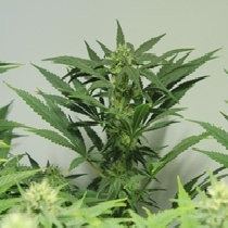 Nordle (Mr Nice Seeds) Cannabis Seeds