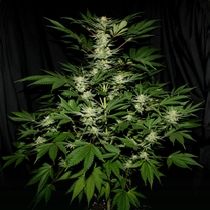 Ortega (Mr Nice Seeds) Cannabis Seeds