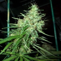 Pink Floyd (Mr Nice Seeds) Cannabis Seeds