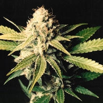 Shark Shock (Mr Nice Seeds) Cannabis Seeds
