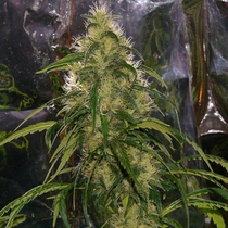 Shit (Mr Nice Seeds) Cannabis Seeds