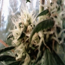 Skunk Haze (Mr Nice Seeds) Cannabis Seeds