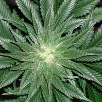Spice (Mr Nice Seeds) Cannabis Seeds