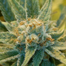 Super Silver Haze (Mr Nice Seeds) Cannabis Seeds