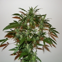The Cure (Mr Nice Seeds) Cannabis Seeds