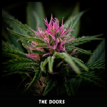 The Doors (Mr Nice Seeds) Cannabis Seeds