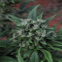 U2 (Mr Nice Seeds) Cannabis Seeds