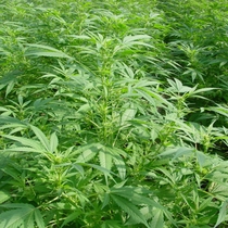 Walkabout (Mr Nice Seeds) Cannabis Seeds