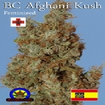 Afghani Kush (Next Generation Seeds) Cannabis Seeds