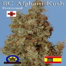 Afghani Kush (Next Generation Seeds) Cannabis Seeds