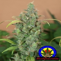 Auto AK (Next Generation Seeds) Cannabis Seeds