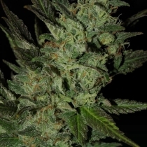 Auto Grapefruit Haze (Next Generation Seeds) Cannabis Seeds