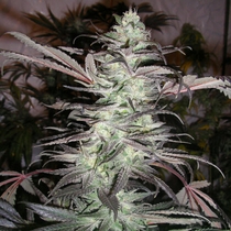 BC Big Bang (Next Generation Seeds) Cannabis Seeds