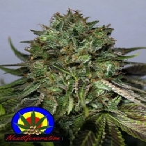 BC Blueberry OG (Next Generation Seeds) Cannabis Seeds