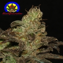 BC Purps (Next Generation Seeds) Cannabis Seeds