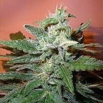 Bonkers (Next Generation Seeds) Cannabis Seeds
