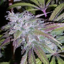 Dynamite Automatic (Next Generation Seeds) Cannabis Seeds