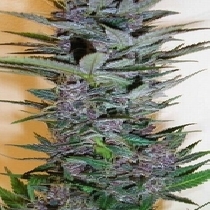Dynamite Edelweiss (Next Generation Seeds) Cannabis Seeds