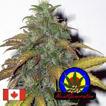 Dynamite (Next Generation Seeds) Cannabis Seeds
