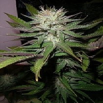 Grapefruit Diesel (Next Generation Seeds) Cannabis Seeds