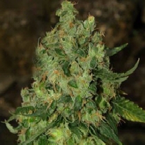 Grapefruit Guava (Next Generation Seeds) Cannabis Seeds