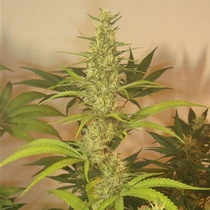 Grapefruit Haze (Next Generation Seeds) Cannabis Seeds