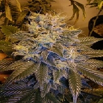 Grapefruit Kush (Next Generation Seeds) Cannabis Seeds