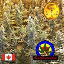 Island Sweet Skunk (Next Generation Seeds) Cannabis Seeds