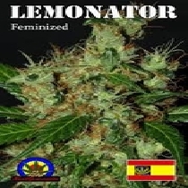 Lemonator (Next Generation Seeds) Cannabis Seeds