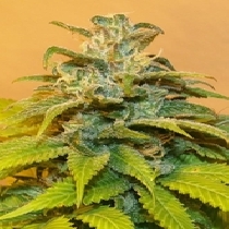 NG69 (Next Generation Seeds) Cannabis Seeds