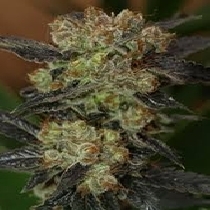 NY Purple Diesel (Next Generation Seeds) Cannabis Seeds