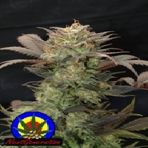 Purple Primo (Next Generation Seeds) Cannabis Seeds