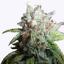 Romulan Diesel (Next Generation Seeds) Cannabis Seeds